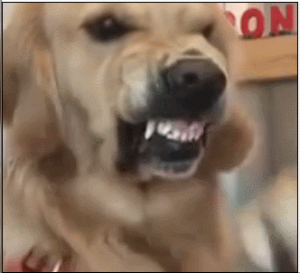 狗狗蹦迪表情包