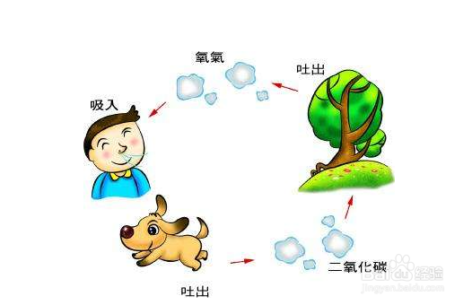 大气中氧气和二氧化碳如何保持平衡
