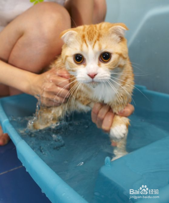 猫咪洗完澡不让用吹风机吹怎么办