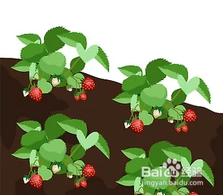 种草莓如何选草莓