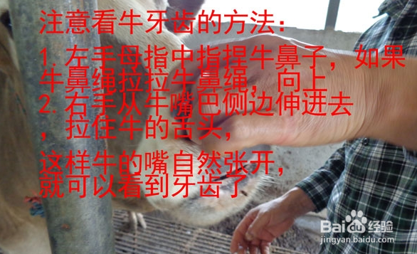 牛的年龄鉴别方法