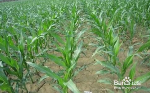 玉米苗枯病防治方法