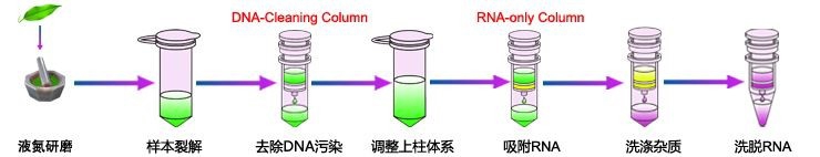 用Trizol法从组织中提取总RNA的具体方法-百度经验