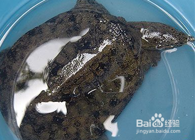 盛夏肥美时节——清蒸甲鱼