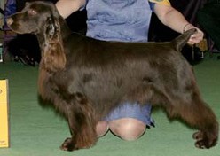 平毛寻回犬毛发美容