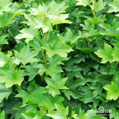 熊掌木的培育方法和注意事项