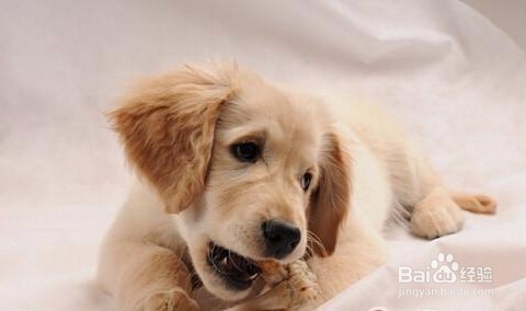 喂养成年可卡犬的方法