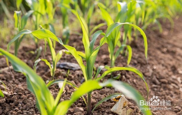 玉米叶钓草鱼的方法