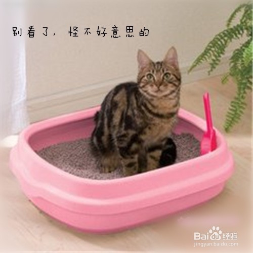 怎么养好一只猫