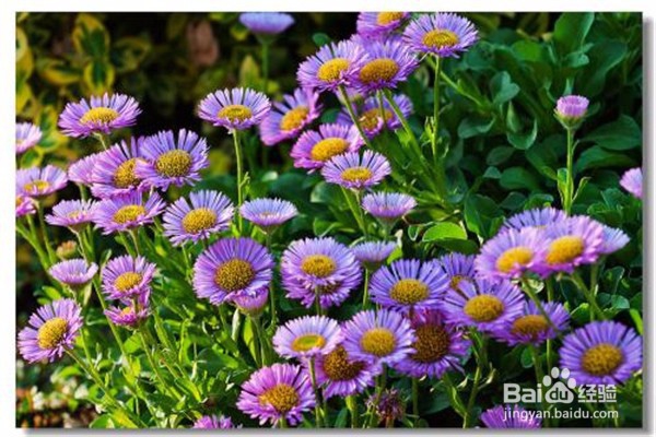 荷兰菊的养殖方法和注意事项