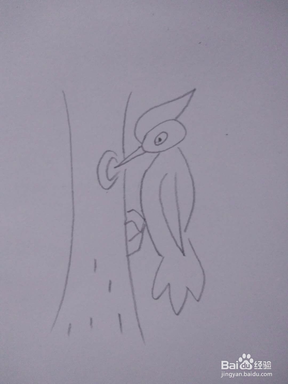 简笔画-如何画啄木鸟的简笔画?