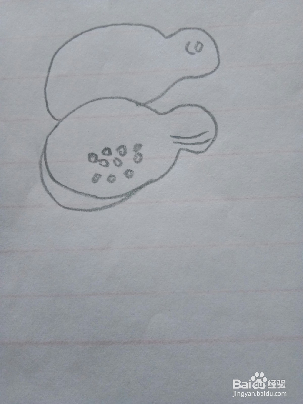 简笔画木瓜的画法2