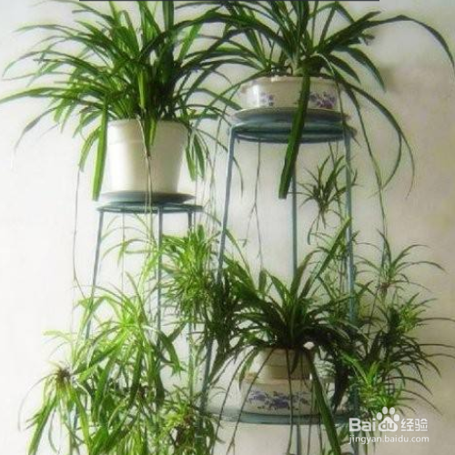 吊兰怎么养长得快又茂密