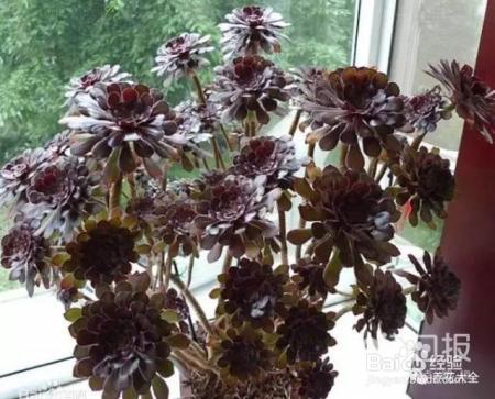 他养的花长到戳屋顶,咋养的