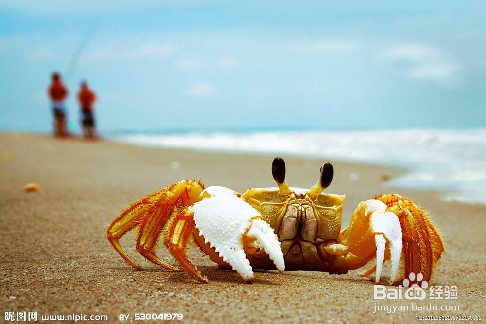 螃蟹和什么不能一起吃_吃螃蟹的注意事项!