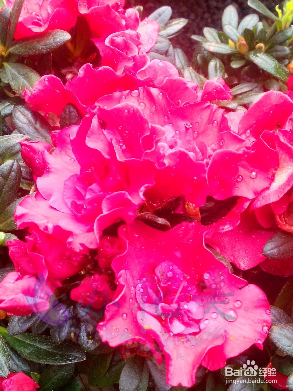 万达花卉市场，赏花卉