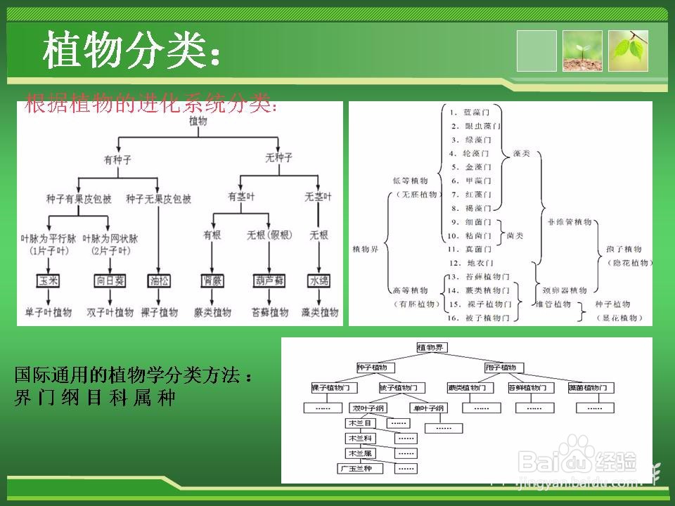 植物的分类介绍