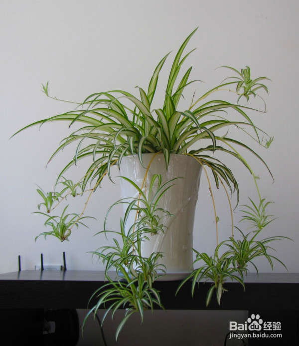 五个清除甲醛的小妙招