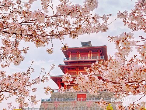 古柏渡丰乐樱花园攻略