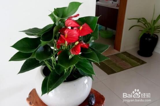 红掌叶子发黑怎么补救冬天