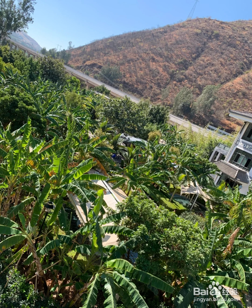 云南·永胜,最佳热带芭蕉树下的冬天温泉