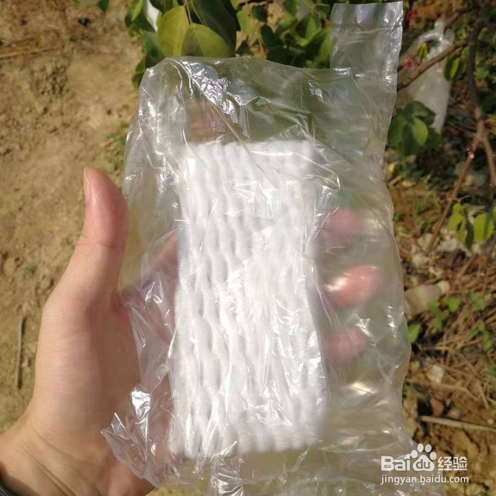 如何防止杨桃等水果被针蜂叮，保证质量