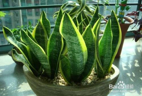 虎皮剑兰怎么养