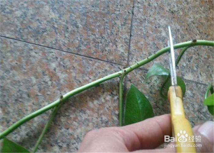 绿萝太密怎么修剪