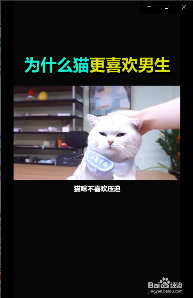 为什么猫咪更喜欢男生