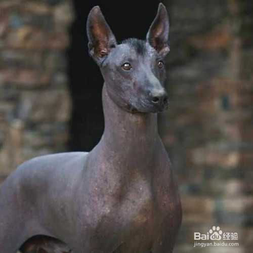 如何做无毛犬的清洁