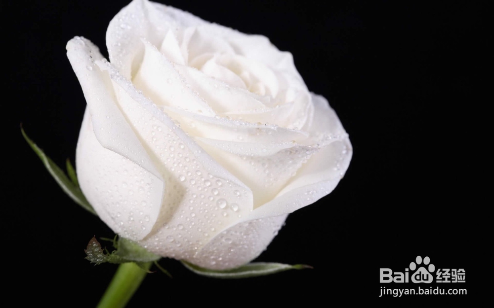 怎么给恋人送花？