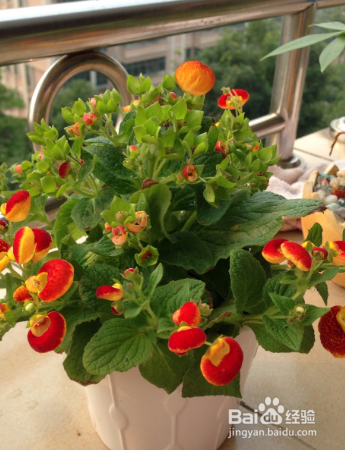 草本植物蒲包花如何养护