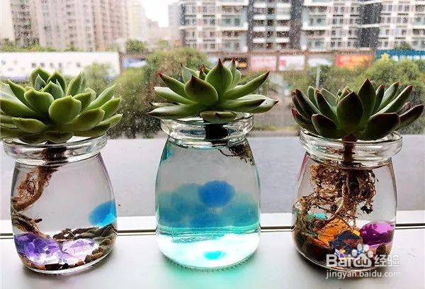 多肉水培生根方法