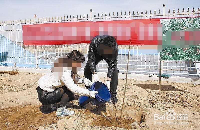 苗木移植怎么提高成活率