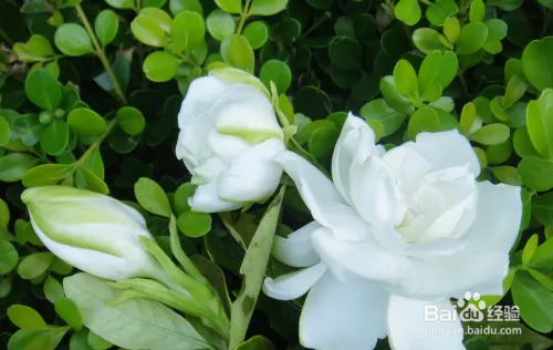 栀子花修剪方法图解