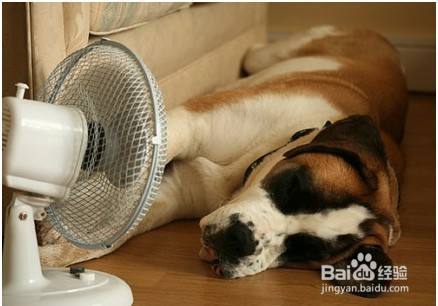 狗狗中暑了怎么处理