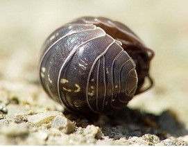 家中常见昆虫的鉴别方法