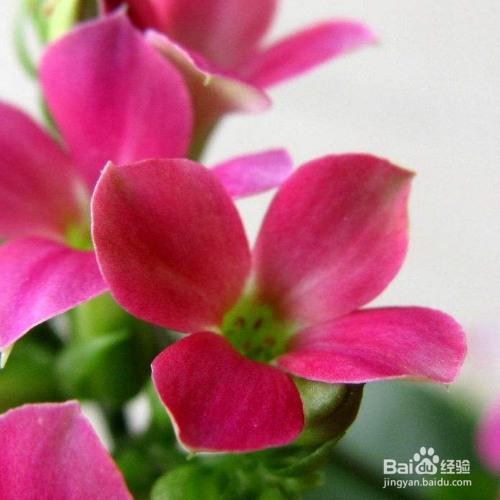 长寿花长得细高怎么办