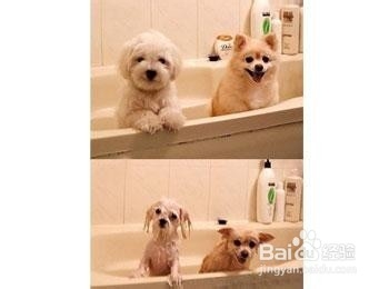 怎样给小狗或小猫洗澡?