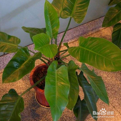 养殖绿宝石喜林芋有哪些需要我们知道的？