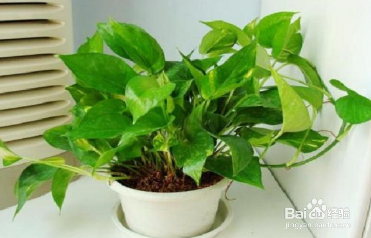 绿箩黄叶子怎么处理