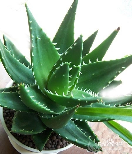 哪些植物可以净化空气