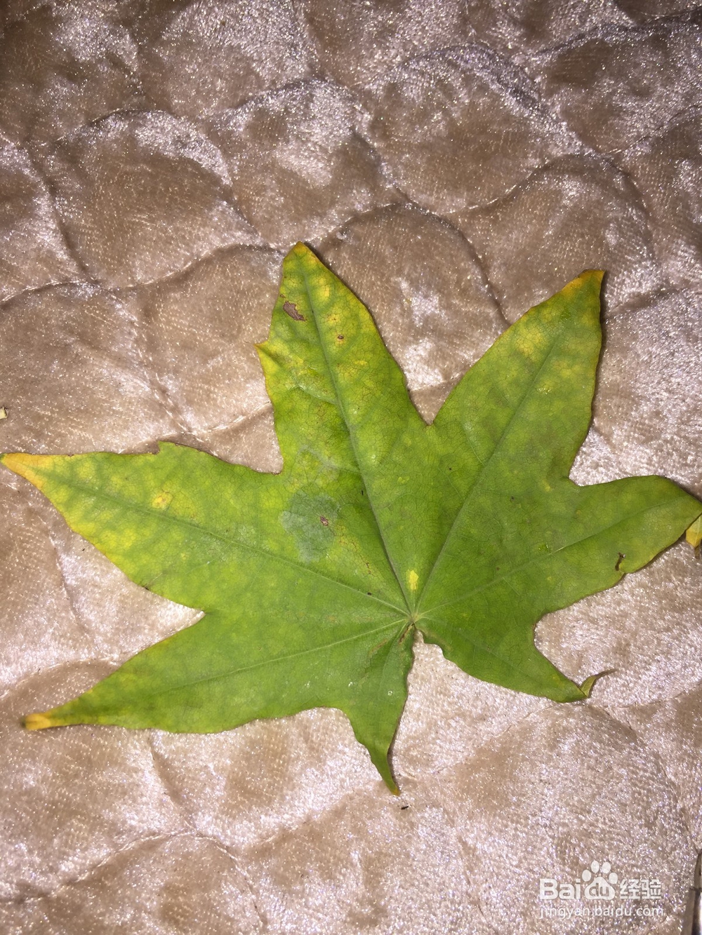树叶手工——芦苇花束