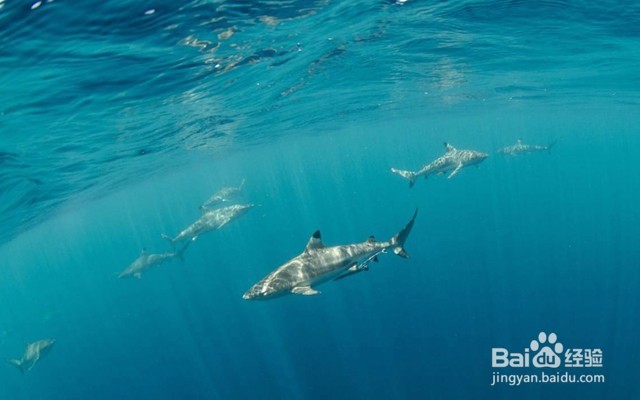 十一免签的高性价比海岛——帕劳旅游攻略