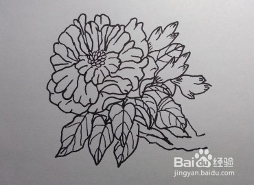 线描画：怎么画石榴花如何画石榴花（步骤）