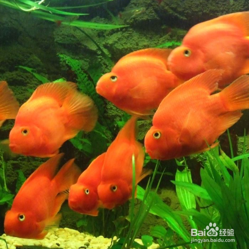 鱼缸的水发黄是什么原因?怎么治理?