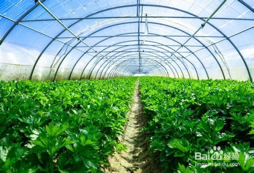 冬季蔬菜出现冻害怎么办