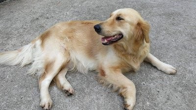 你知道哪些食物是狗狗不能吃的吗