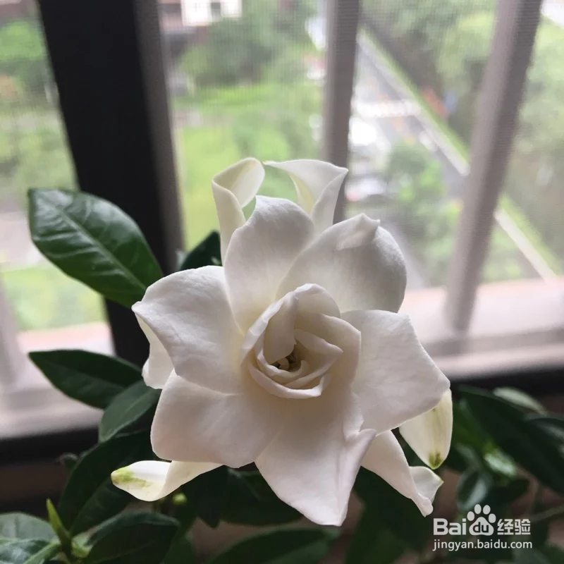 栀子花这样养花儿多