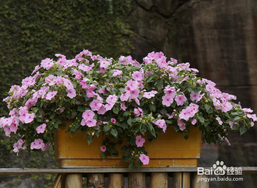 室内花卉种植需要注意什么